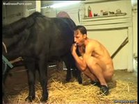 Lonely skinny dude exposes himself then blows and rubs dicks with a horse